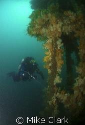 Diver on Thesis wreck, Scotland by Mike Clark 